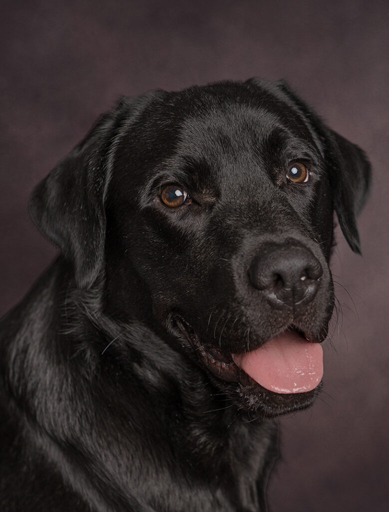 Black Labrador portrait of dog looking at camera panting
