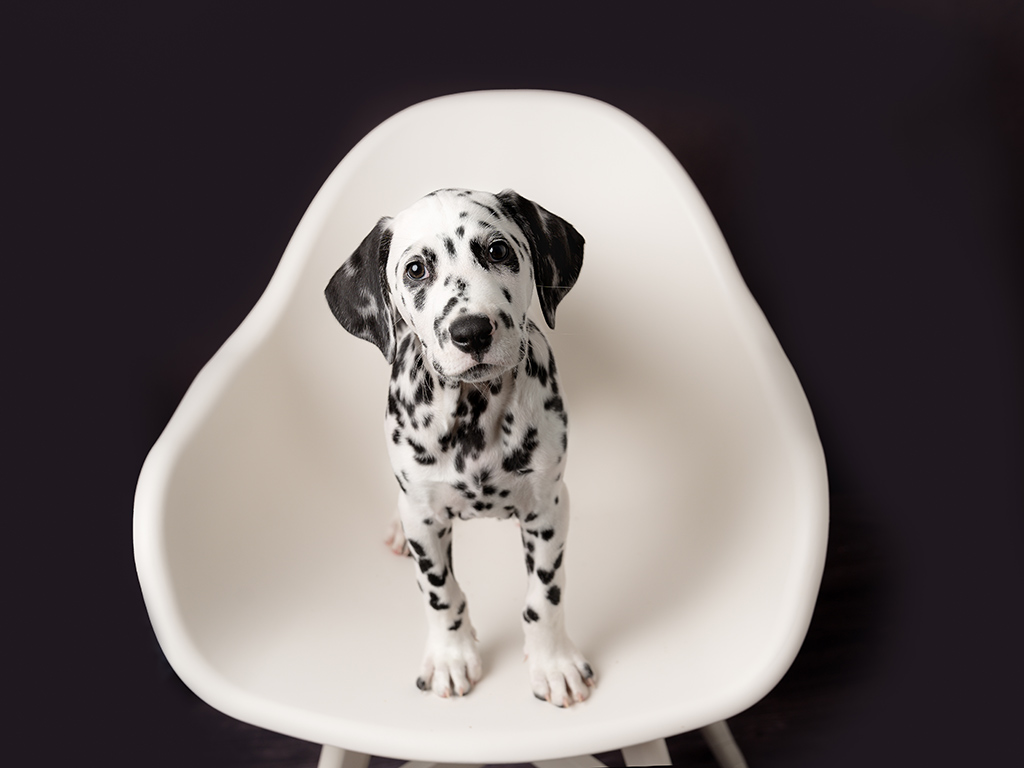 Dalmation puppy on chair pet photoshoot west sussex