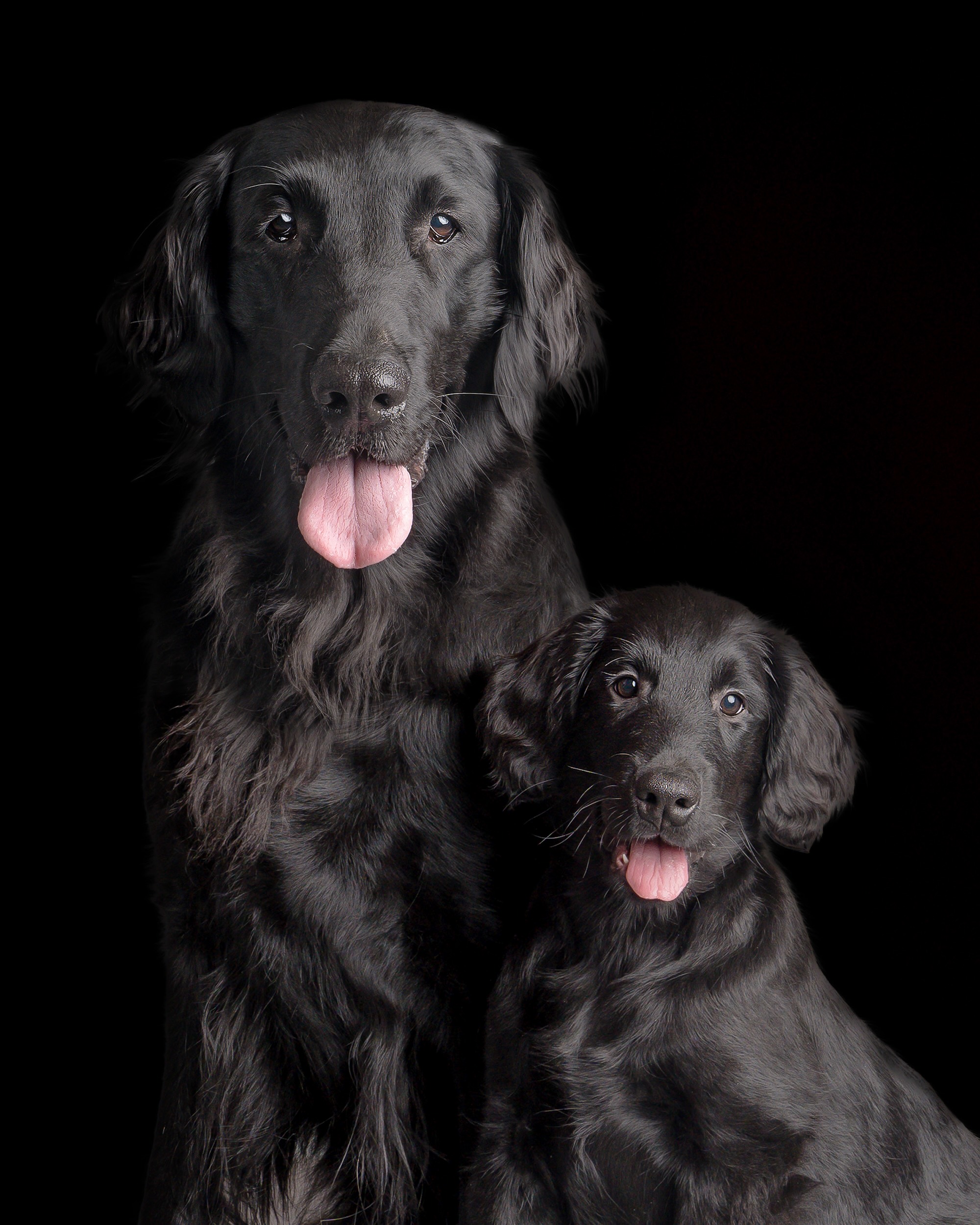 Two Flat-Coated Retrievers with glossy black coats sitting with alert expressions. One Adult and one puppy by dogo photography studio West Sussex