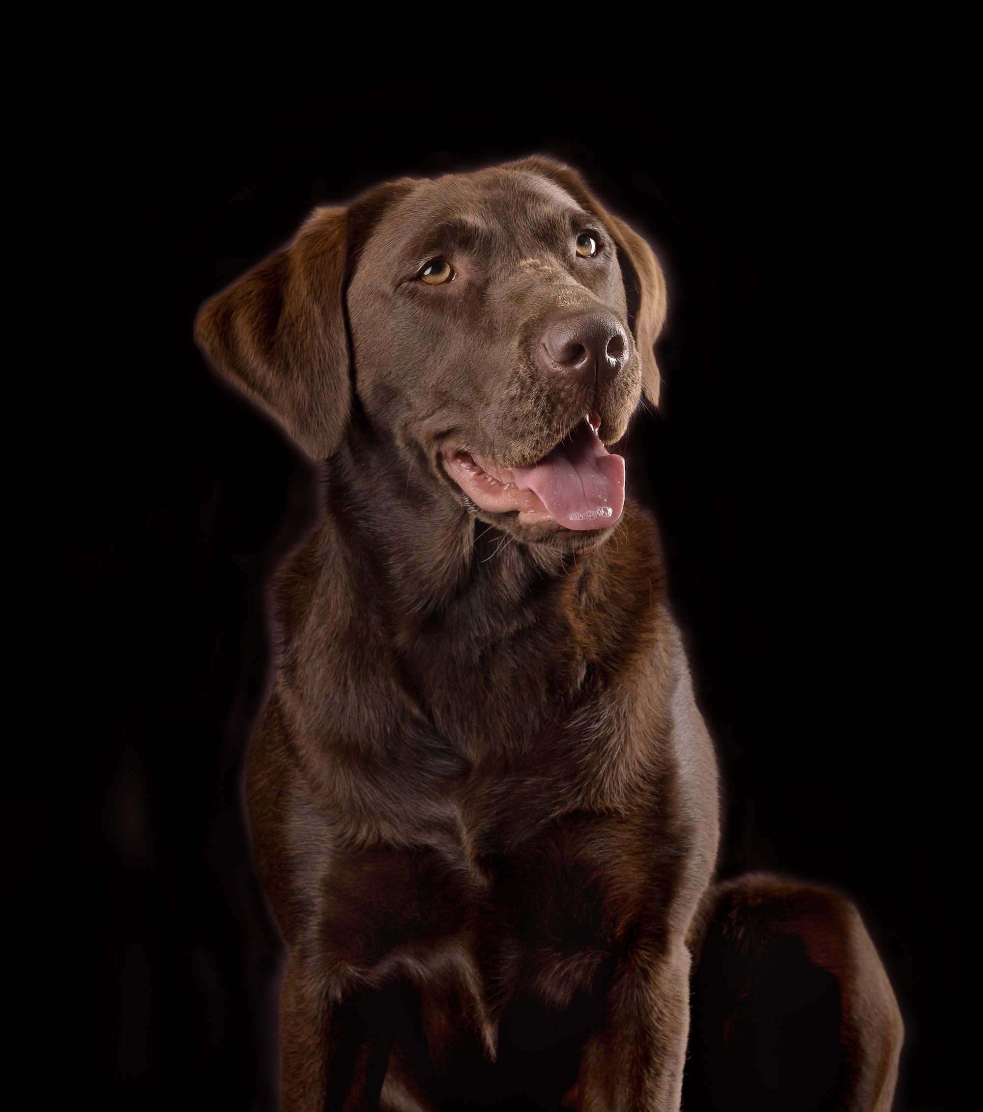 Portrait of a chocolate brown Labrador Retriever dog with a gentle expression open mouth and warm lighting against a dark background by Pet Photographer near Coulsdon