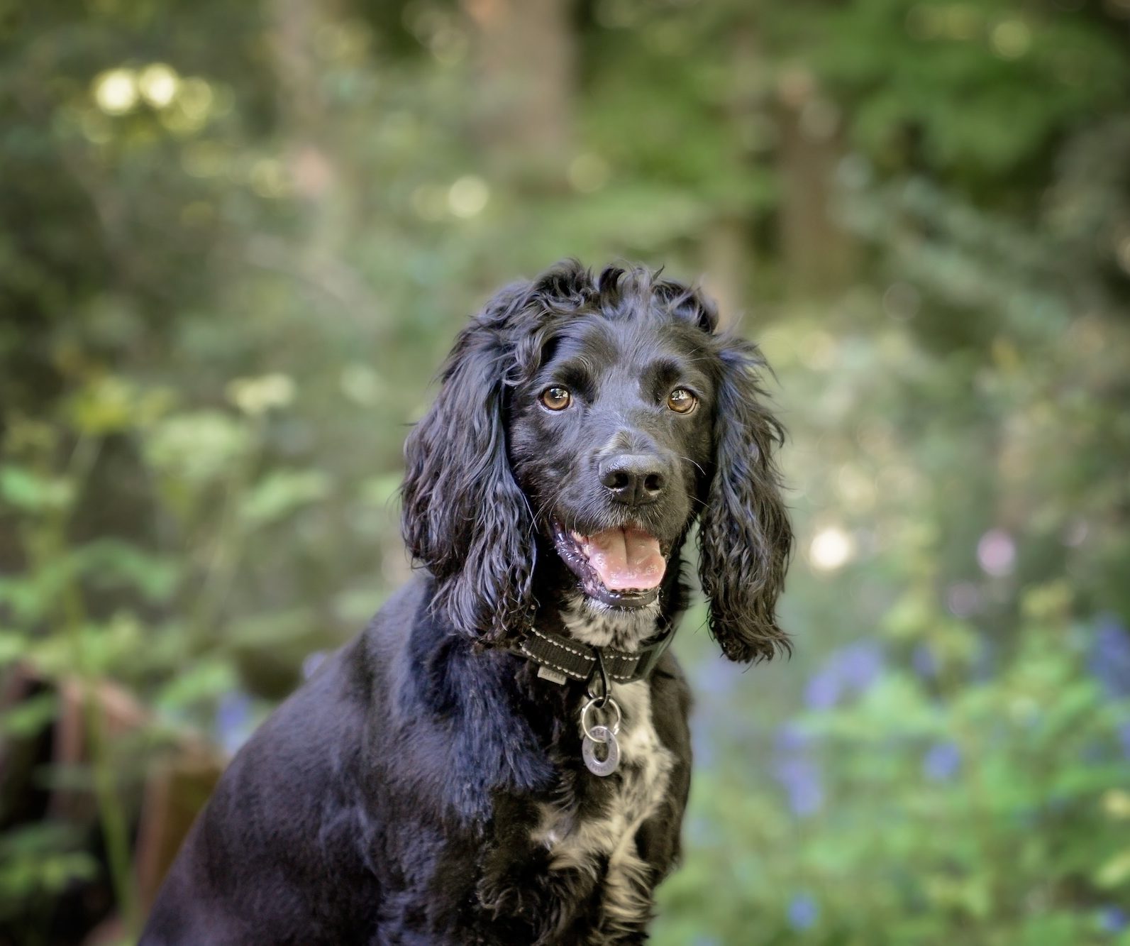 Black Cocker Spaniel with long, floppy ears and a collar, outdoors in a leafy, green setting by East Grinstead dog photographer