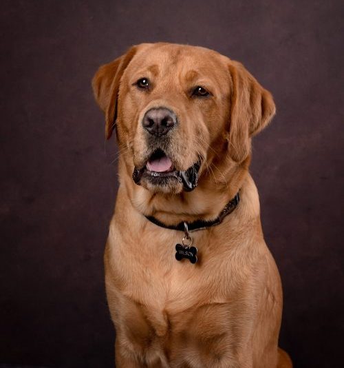 Handsome Red Fox Labrador by Pet photographer tunbridge wells