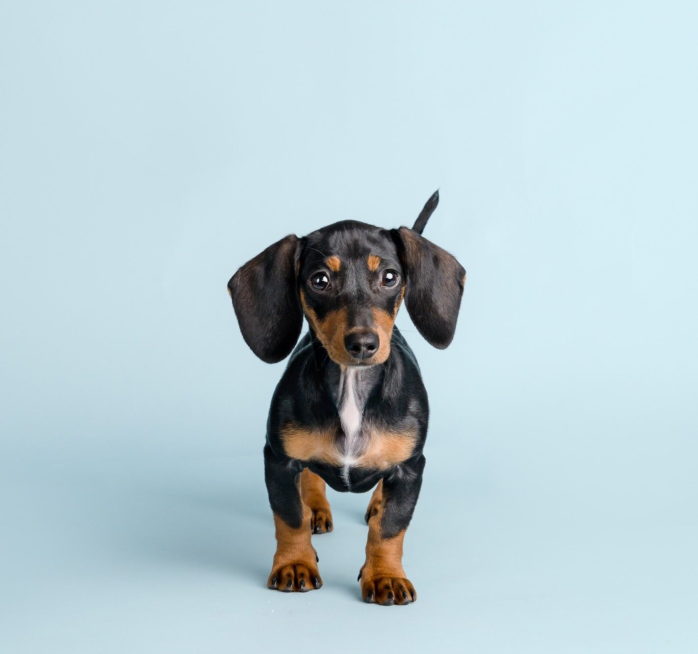 Smooth haired black and tan Dachshund puppy standing on a light blue colored surface by Pet photography studio Coulsdon