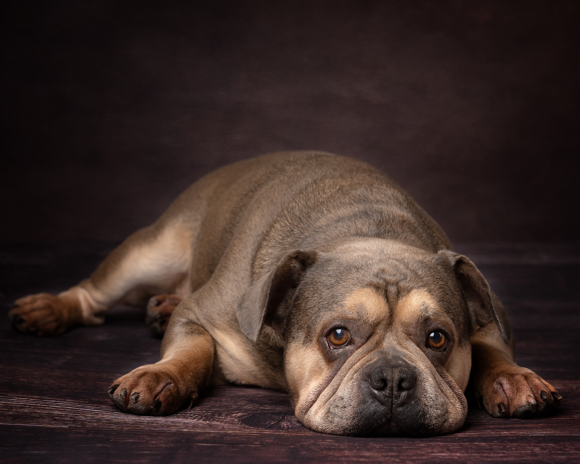 Adorable fawn and brindle English Bulldog with expressive eyes and wrinkled muzzle at pet photoshoot Horley